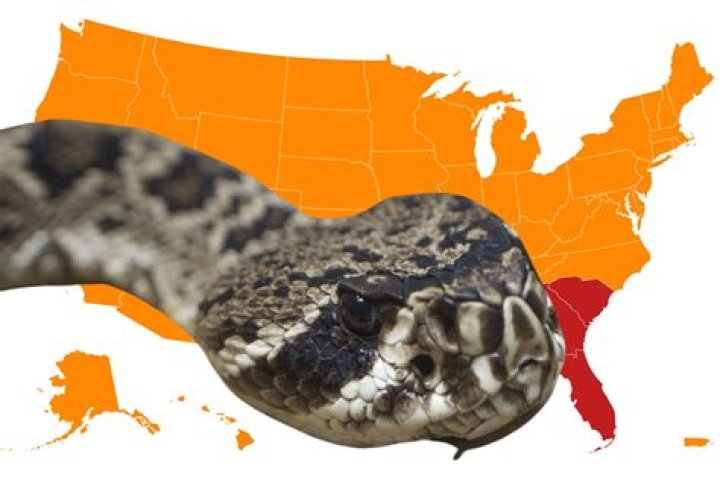 Does ohio have rattlesnakes?