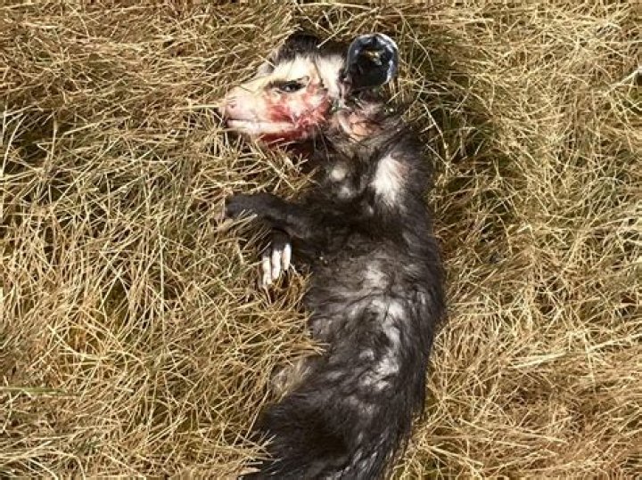 Does opossum play dead?