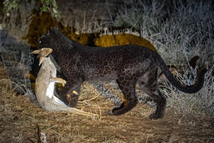 Does panthers hunt at night?