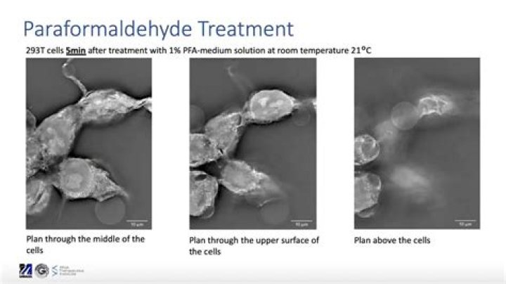 Does paraformaldehyde permeabilize cells?