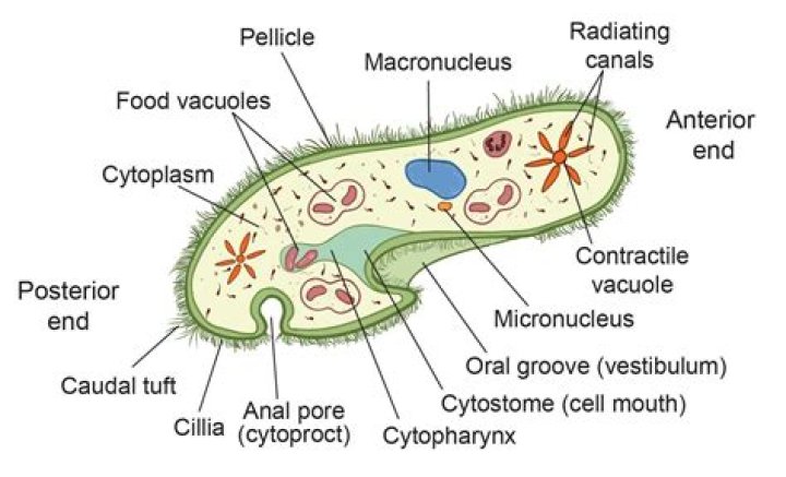 Does paramecium have a cell wall?