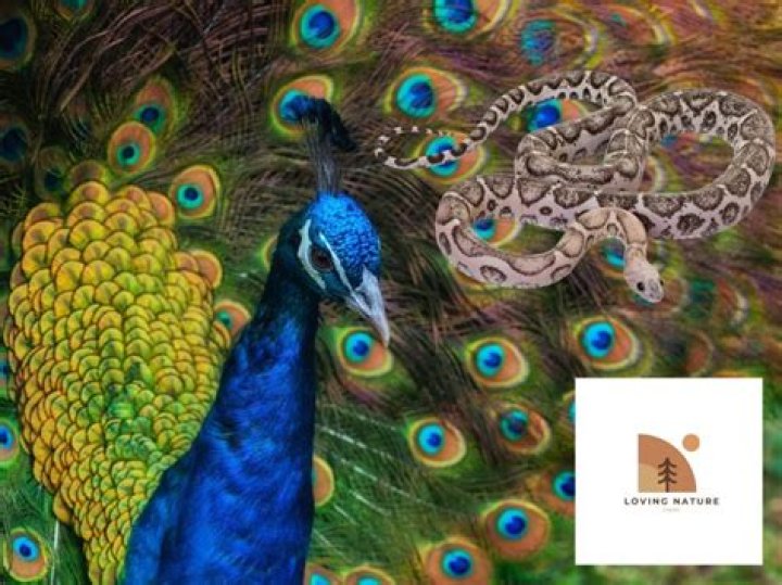Does peacock eat snake?
