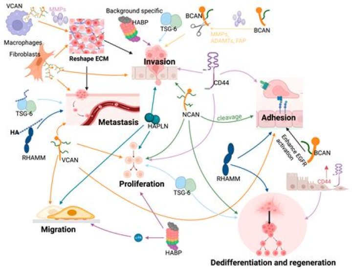 Does peracetic acid cause cancer?