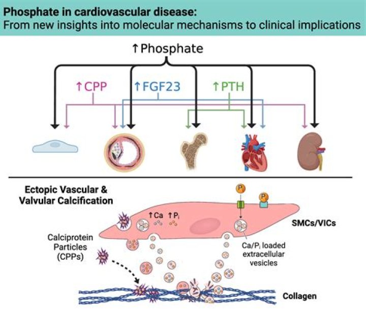 Does phosphate cause cancer?