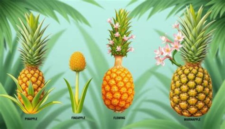 Does pineapple plant die after fruiting?