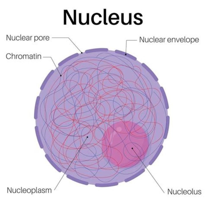 Does plant cells have a nucleus?