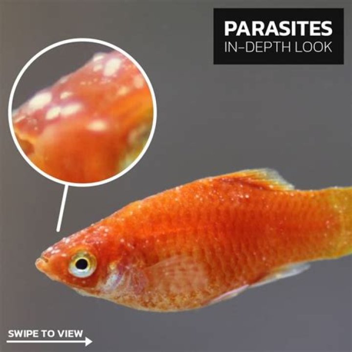 Does platy have a gravid spot?