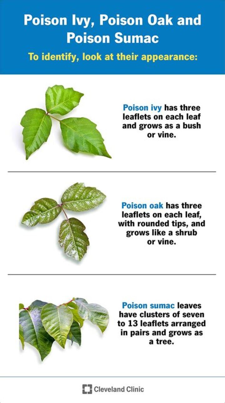 Does poison oak itch?