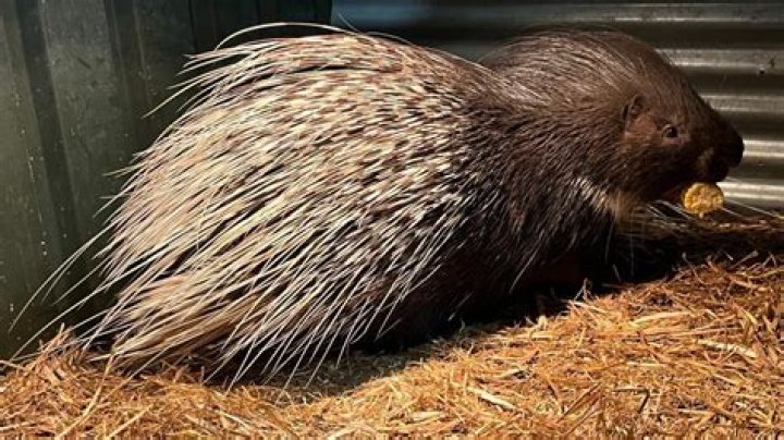 Does porcupines regrow quills?