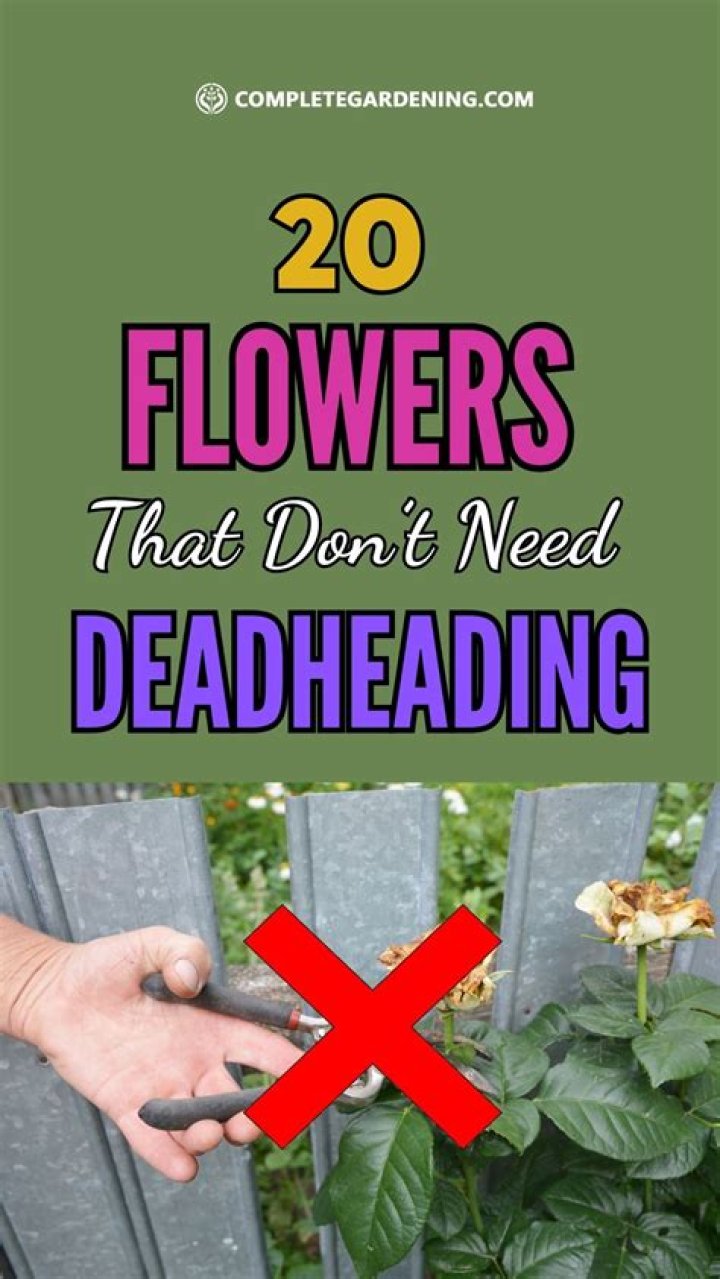 Does potentilla need deadheading?