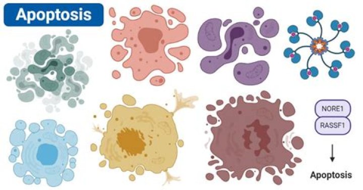 Does pyknosis occur in apoptosis?
