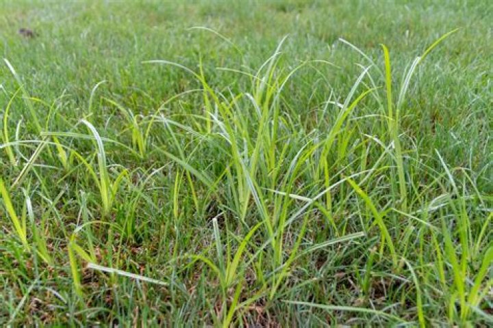 Does quack grass die in the winter?