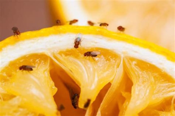 Does raid kill fruit flies?