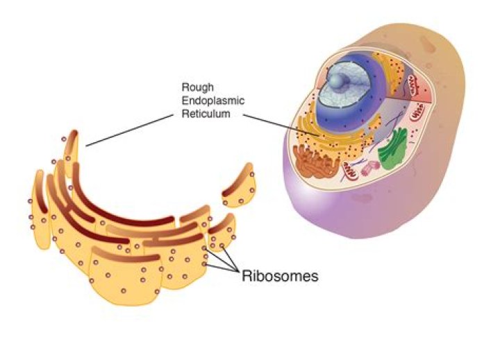 Does ribosome have membrane?