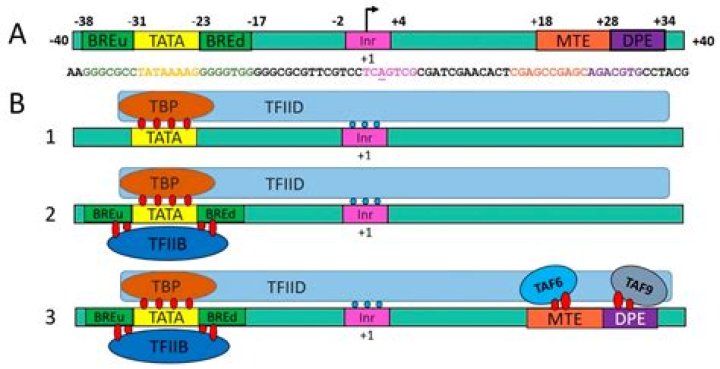 Does rna polymerase bind to the promoter?
