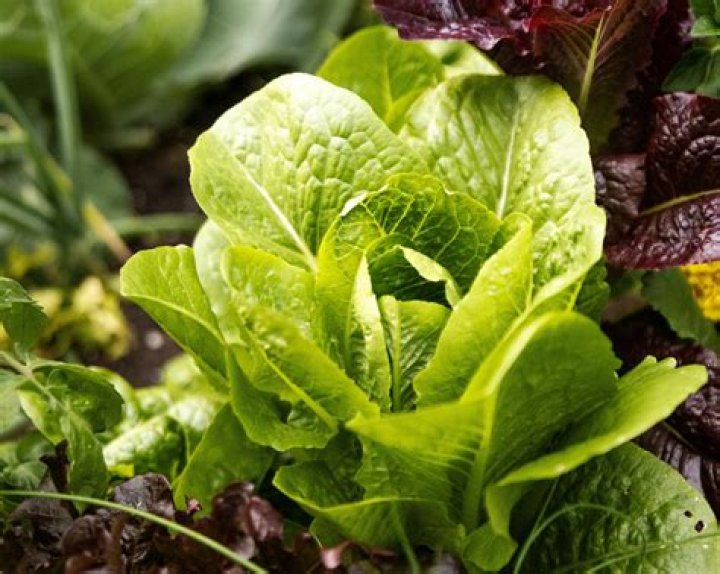 Does romaine lettuce have fiber?