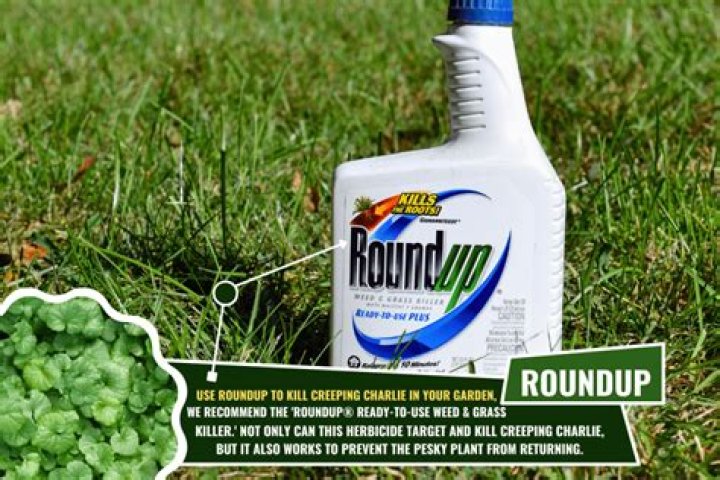 Does roundup kill convolvulus?
