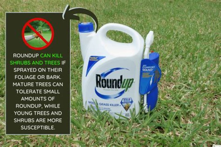 Does roundup kill thorn bushes?
