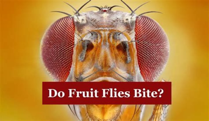 Does sand flies bite?