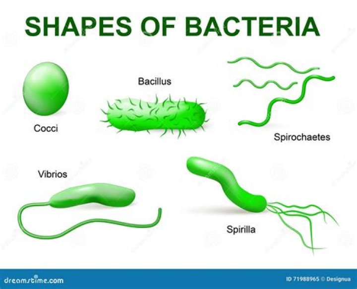 Does sand have a lot of bacteria?