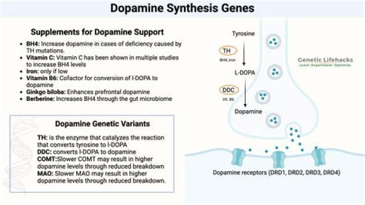 Does schisandra increase dopamine?
