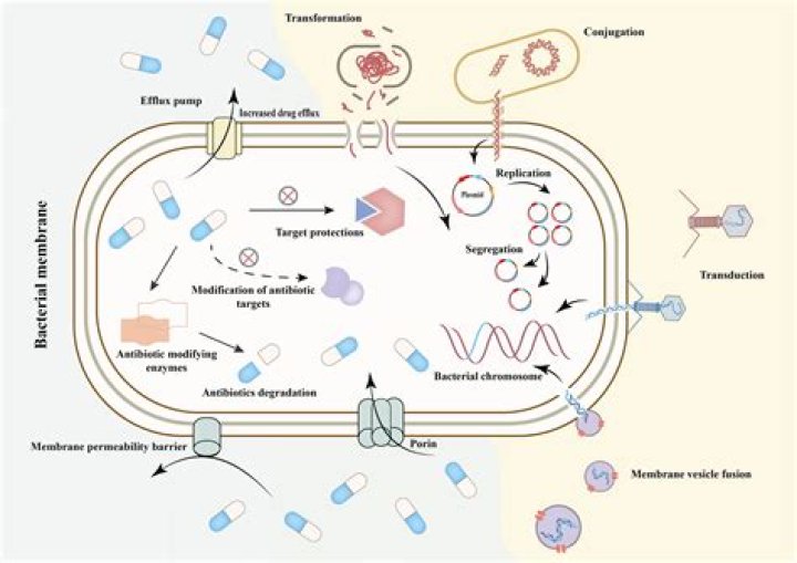 Does sebum has bactericidal properties?