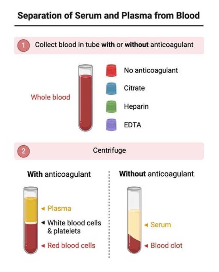 Does serum contain clotting factors?