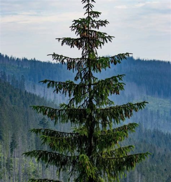 Does sitka spruce darken?