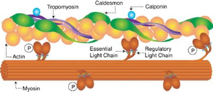 Does smooth muscle have tropomyosin?