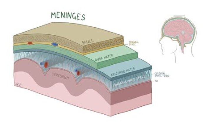 Does spinal cord have meninges?