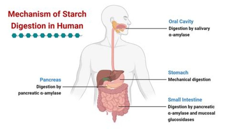 Does starch digestion begin?