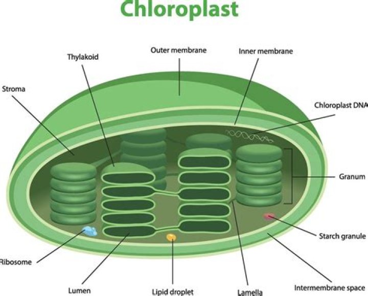 Does stroma contain chlorophyll?