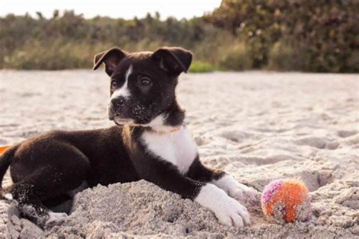Does swansea beach allow dogs?