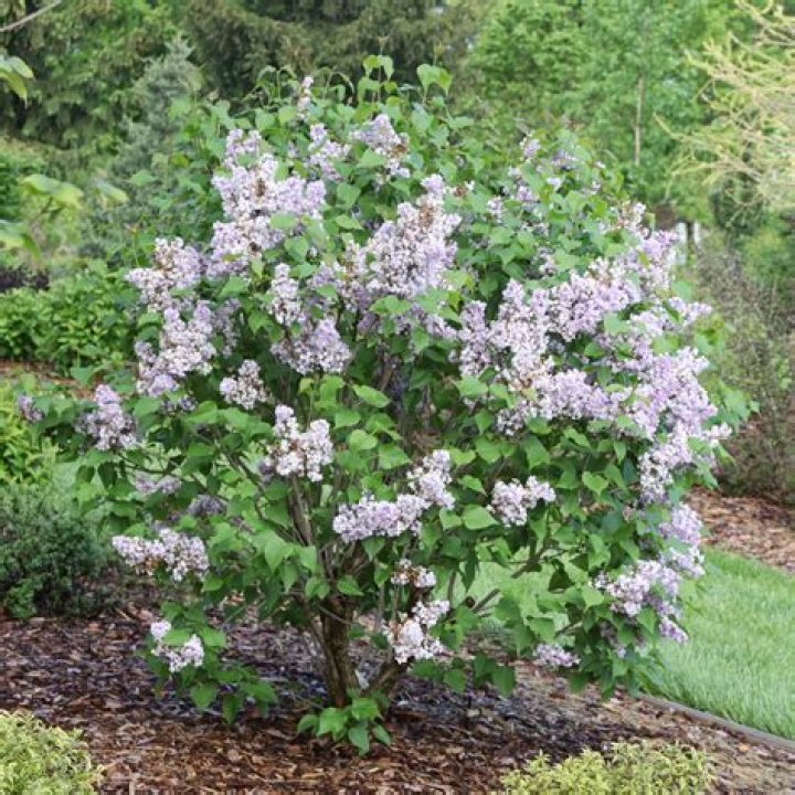 Does syringa grow in shade?