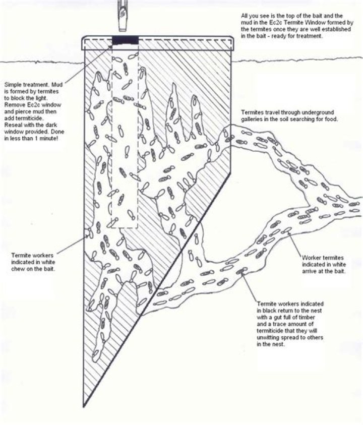 Does termite baiting work?