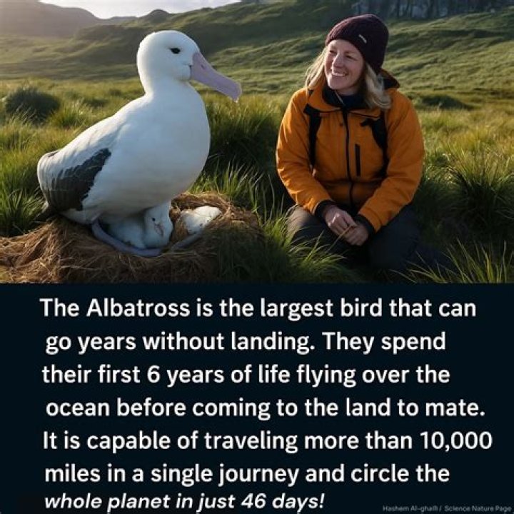 Does the albatross mate for life?