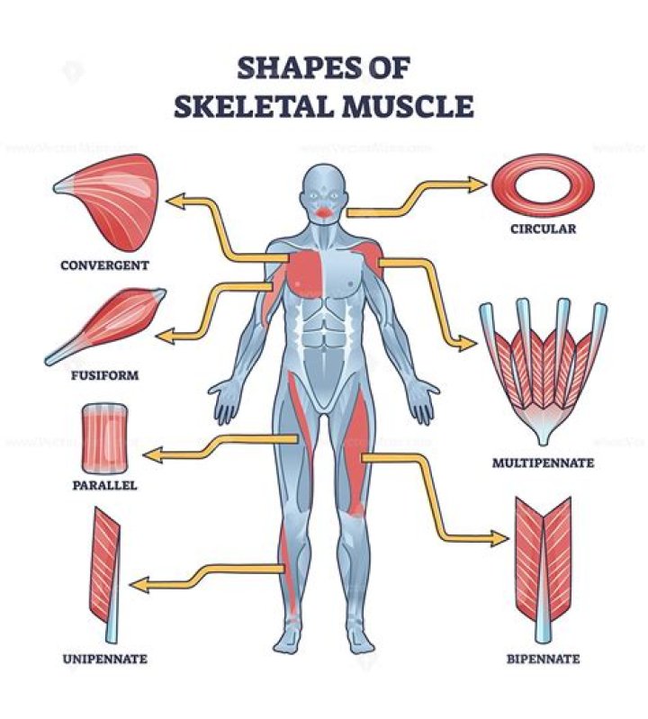 Does the ans innervate skeletal muscles?