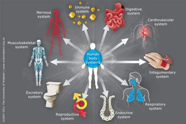 Does the body have subsystems?