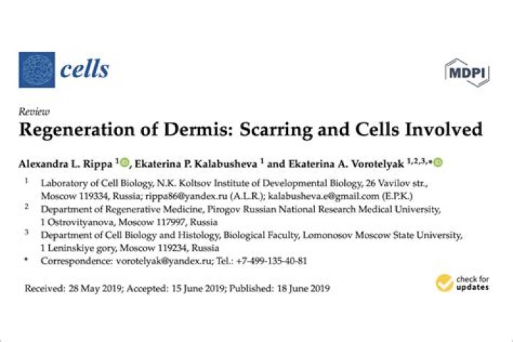 Does the dermis regenerate quickly?