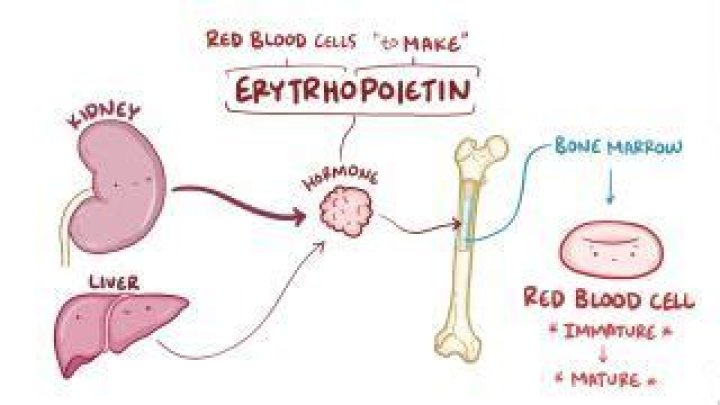 Does the liver secrete erythropoietin?