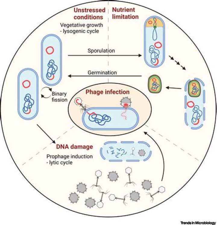 Does the lytic cycle have prophage?