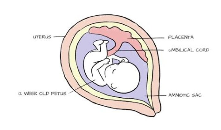 Does the placenta attach to the uterus?