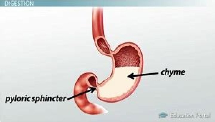 Does the pyloric sphincter do?