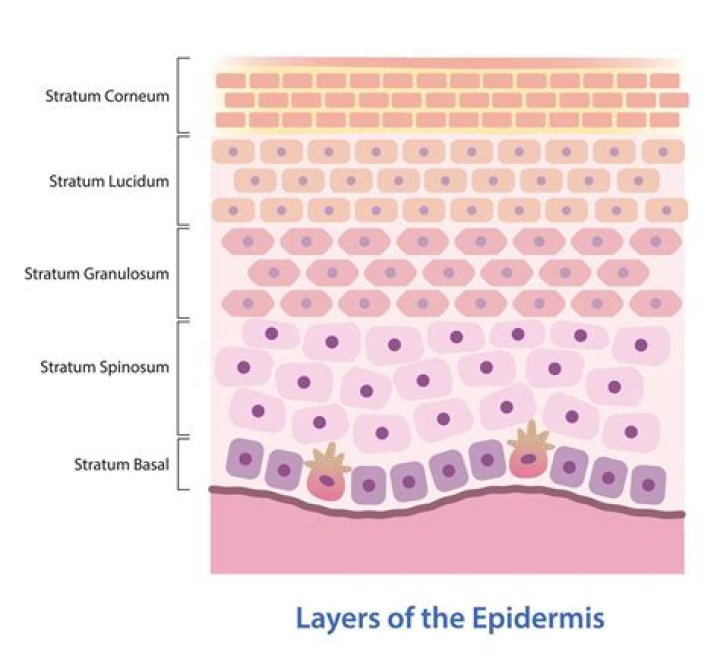 Does the stratum basale have living cells?