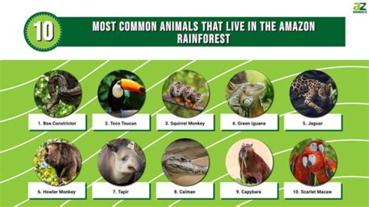 Does the summer tanager live in the rainforest?