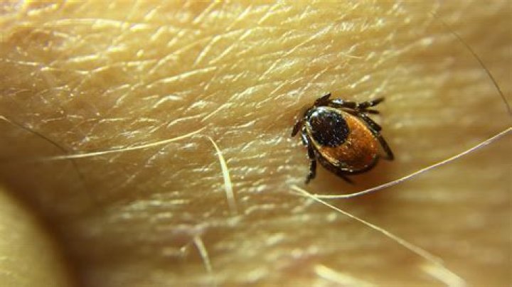 Does trounce kill ticks?