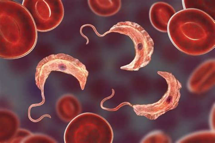 Does trypanosoma cause malaria?