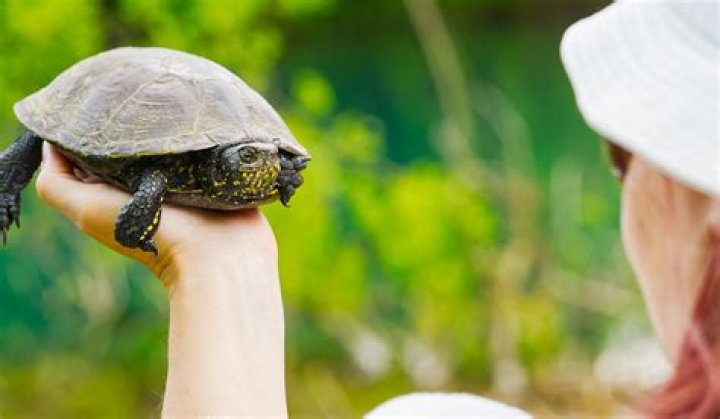 Does turtle have necks?