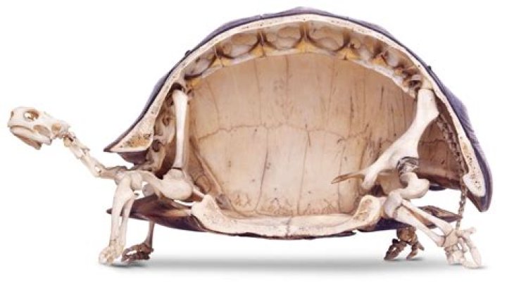 Does turtles have backbones?