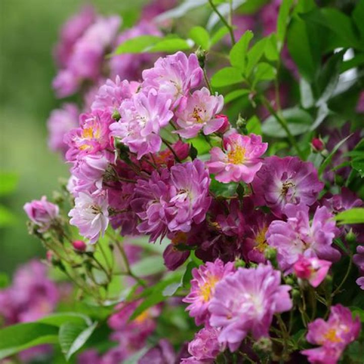 Does veilchenblau rambler rose have thorns?